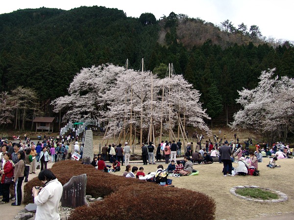 Neo Gifu Neo Gifu
